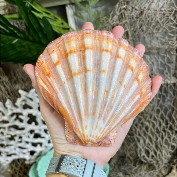 Large Polished Lions Paw Seashell Coral Purple Crafting Display Shell Collector - Picture 12 of 14